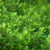 Wheeler's Dwarf Japanese Pittosporum